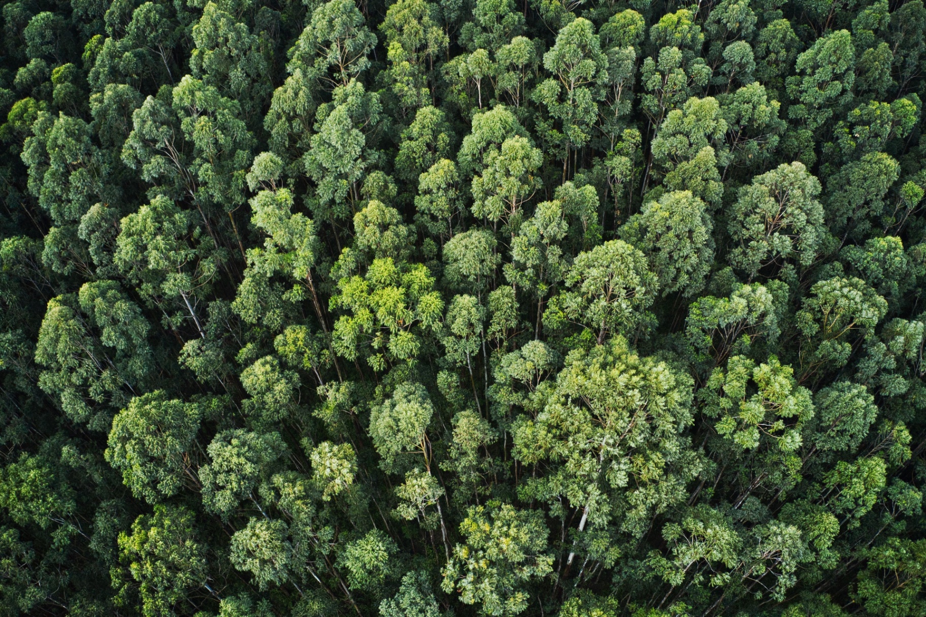 Foret - Rapport RSE Selectarc